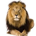 lion52's avatar